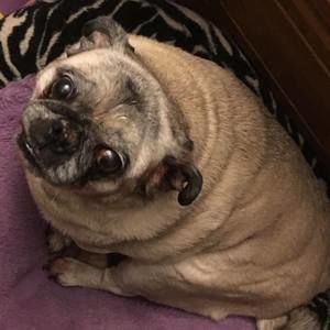 Meet your Posher, Liam